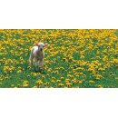 Grußheft Du hältst mich fest (ohne DVD)