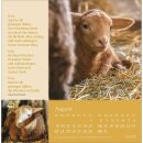 Sei behütet und gesegnet 2026 - Postkartenkalender