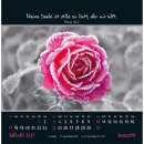 Kleine Wunder sehen 2027 - Postkartenkalender