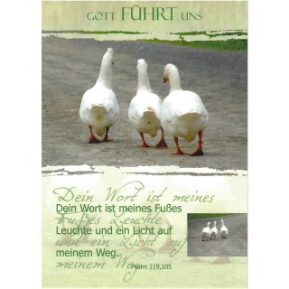 Postkarte - Gänse
